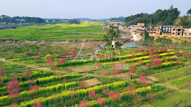 湖南常宁:花开春意浓-人民图片网