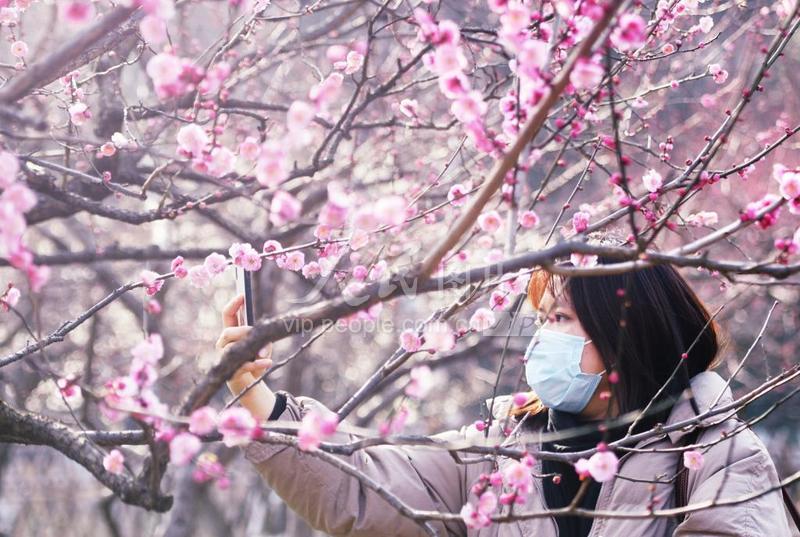 杭州:西湖红梅报春来