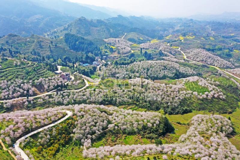 四川广安:千亩樱花美山村