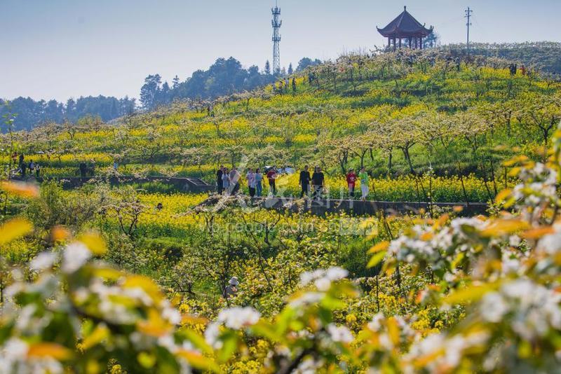 重庆綦江:万亩梨花开 游客纷至踏春来-人民图片网