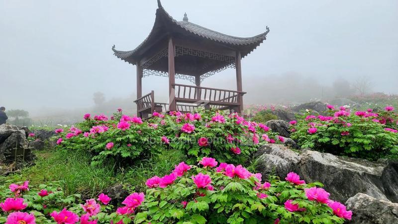 湖南常宁:石头缝里长牡丹 传统产业换新颜