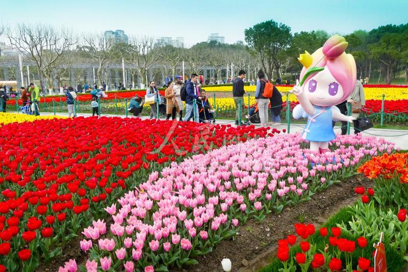 上海2021静安新湖郁金香花博会迎来最佳观赏期