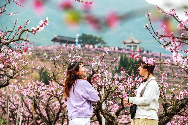 浙江奉化：桃花盛开 游客满园-人民图片网