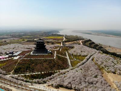 河南荥阳黄河岸边樱花开
