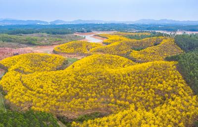 广东肇庆黄花风铃迎春怒放