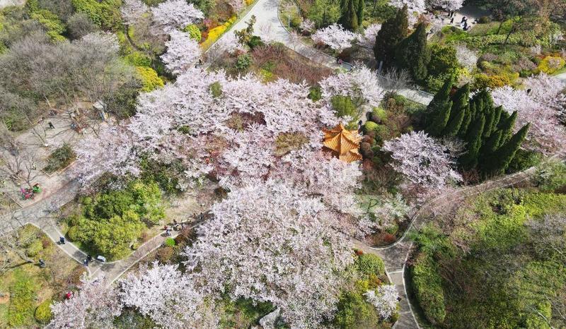 江苏徐州浪漫樱花灿若云霞