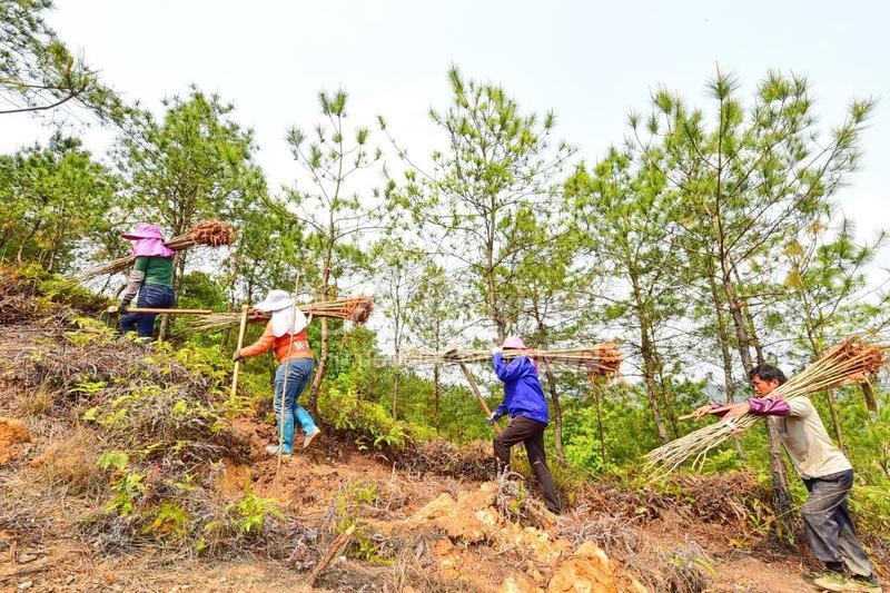 江西会昌:改造低质低效林 红土地上绿意浓