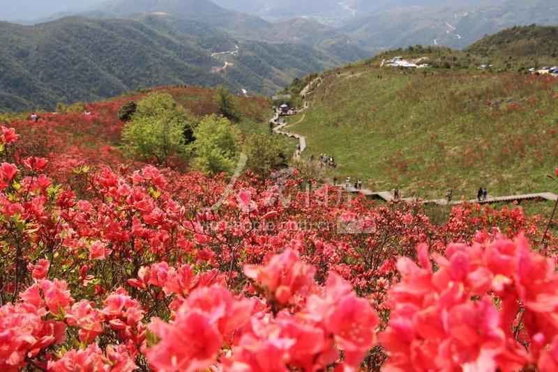 浙江乐清:杜鹃花开引客来