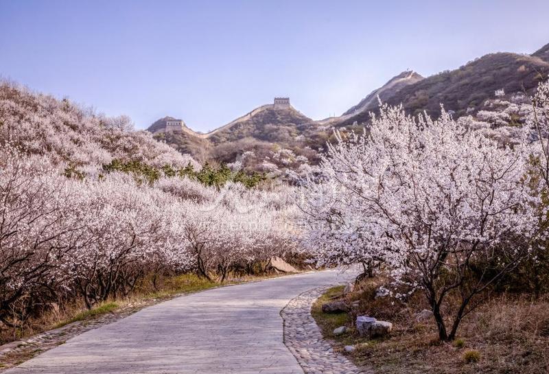 北京杏花绽放美不胜收