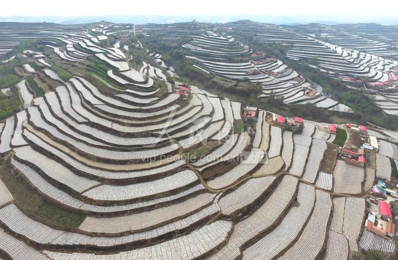 甘肃广河：全膜双垄沟播玉米种植助增收-人民图片网