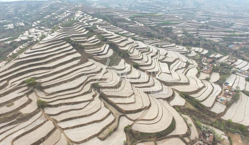 甘肃广河：全膜双垄沟播玉米种植助增收-人民图片网