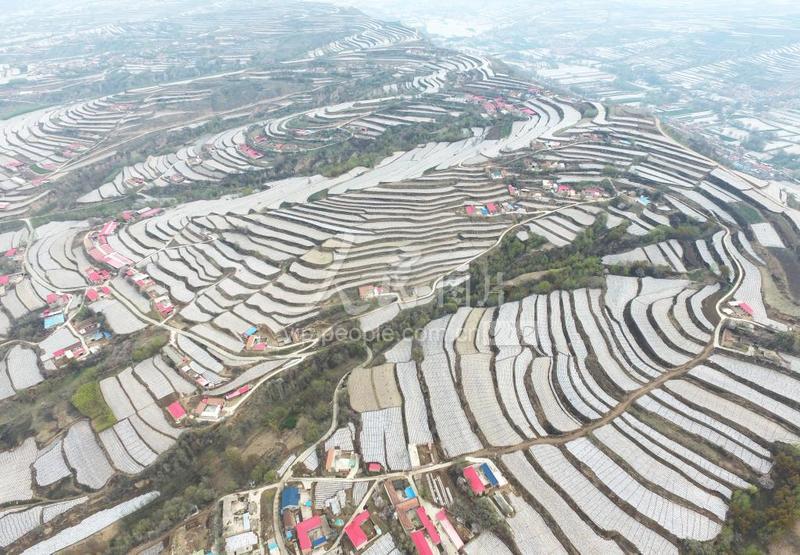 甘肃广河：全膜双垄沟播玉米种植助增收-人民图片网