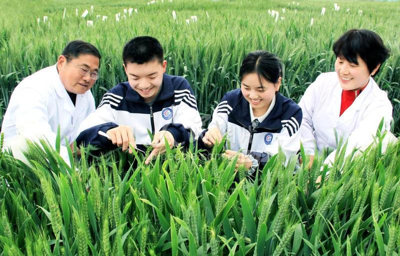 安徽淮北:中学生小麦育种田杂交初体验