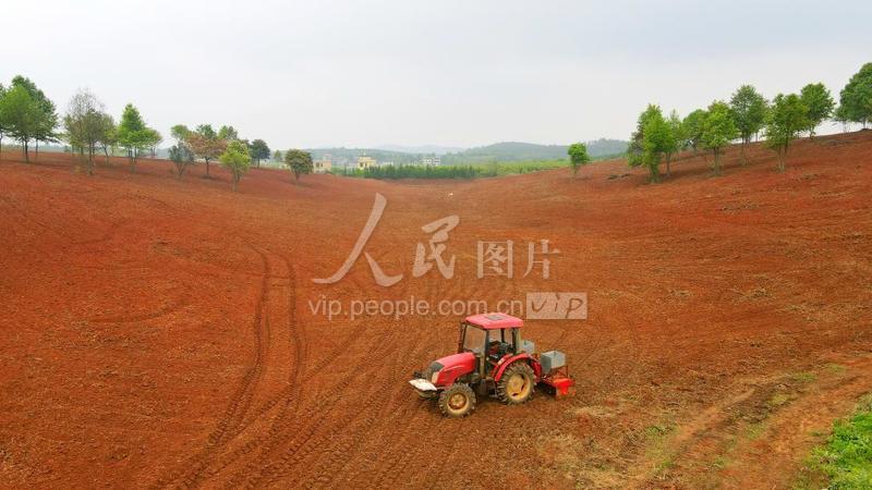 湖南常宁:荒地披新绿-人民图片网