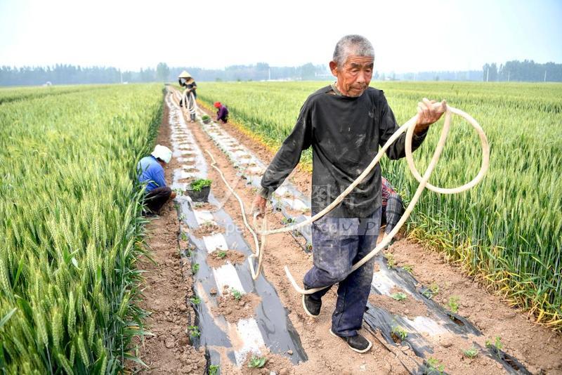 安徽亳州:间作套种助农增收-人民图片网