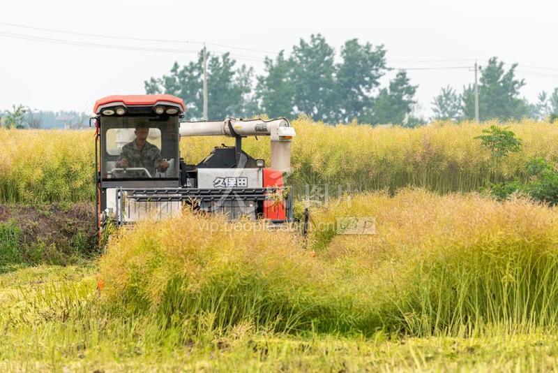 安徽肥东初夏油菜收割忙