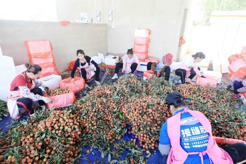广东遂溪：湛川河谷万亩早熟荔枝上市-人民图片网