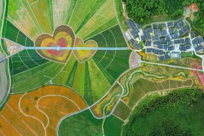 江西景德镇高岭花海春色醉人