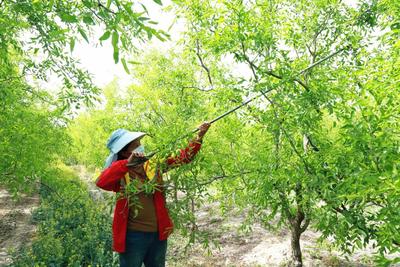 新疆阿瓦提志愿者修剪枣树