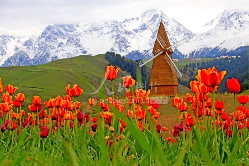 新疆奇台:天山脚下 郁金香绽放