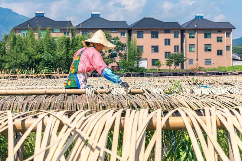 浙江安吉：天气晴好 晒竹忙-人民图片网