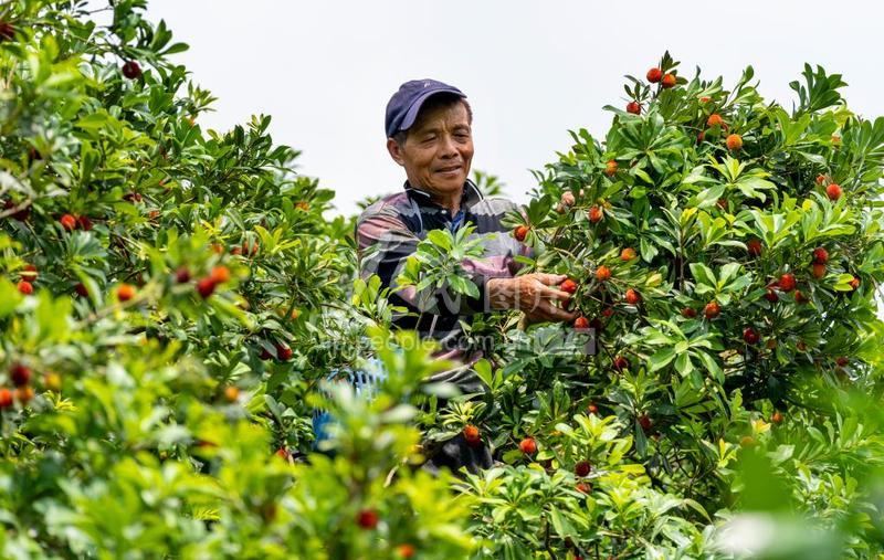 福建霞浦杨梅喜获丰收