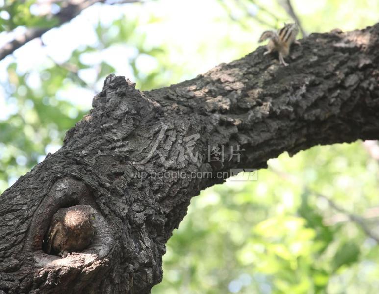 沈阳:东方角鸮与花栗鼠-人民图片网