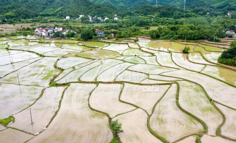 安徽芜湖:雨后田园风光美-人民图片网