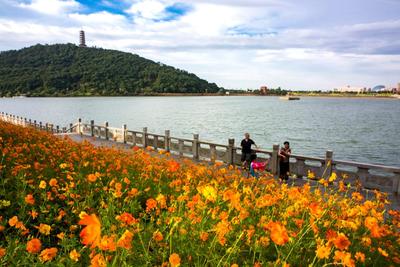 都昌县东湖畔黄秋英次第绽放,色彩缤纷,景色宜人,构成一道靓丽的风景