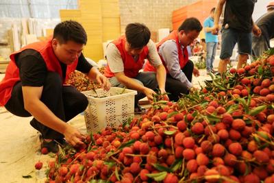 广西钦州：荔枝红 采摘忙-人民图片网