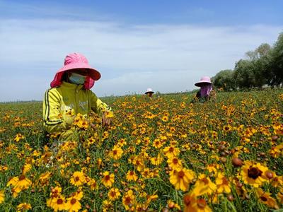 新疆温宿雪菊开出致富花