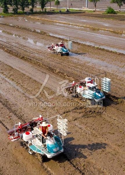 40图片说明:2021年6月5日,江苏省太仓市双凤镇庆丰村万亩水稻丰产方