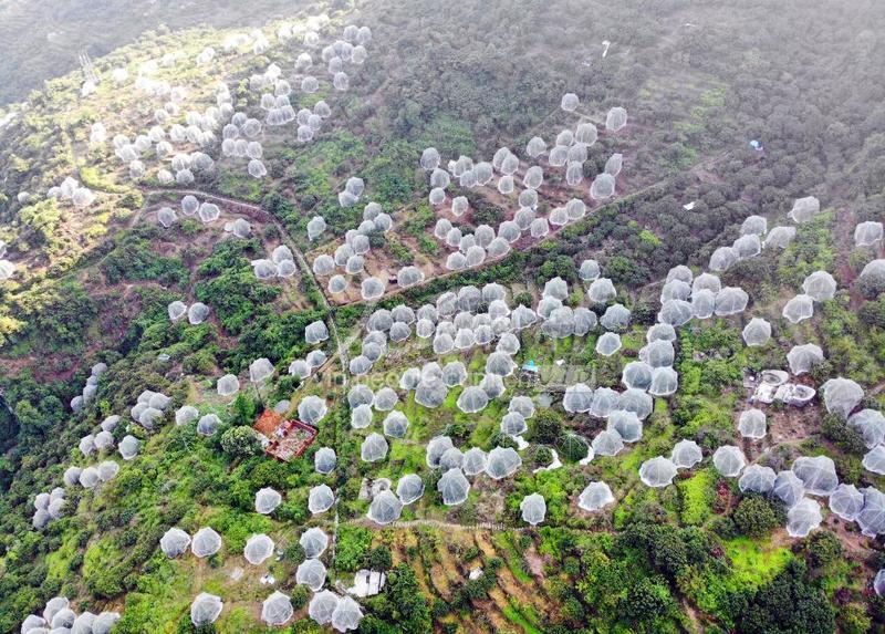 浙江台州:杨梅产业实现“两山”通道转变-人民图片网