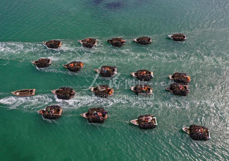 山东荣成:抢收海带-人民图片网