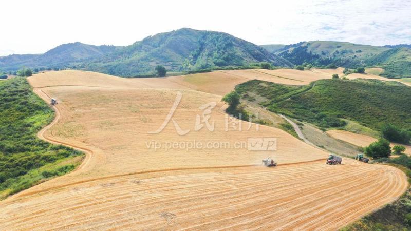 新疆奇台:“空中麦田”开镰收割-人民图片网