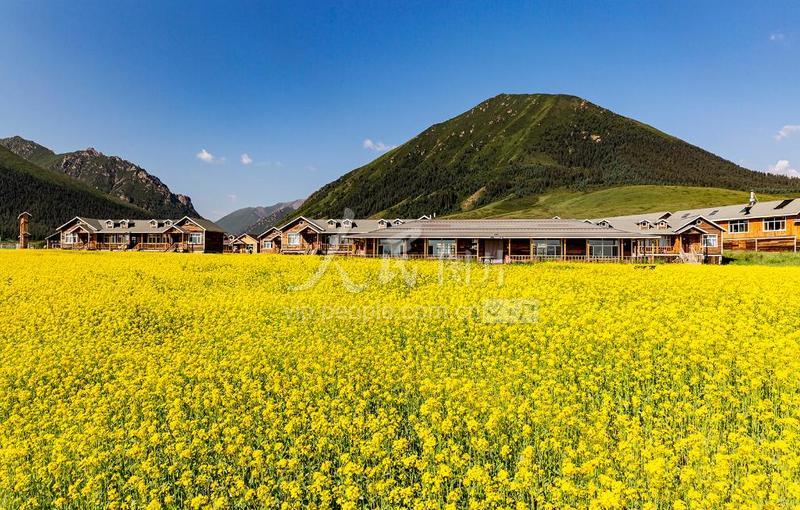 甘肃山丹:祁连山下油菜花开