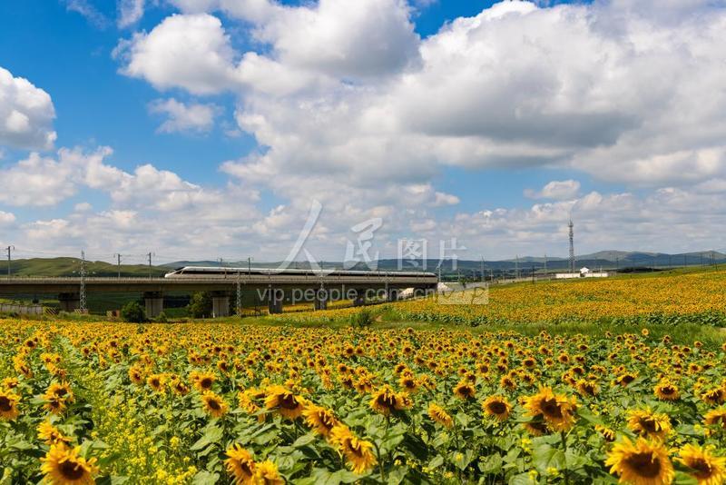 内蒙古乌兰察布：高铁穿越“金色花海”-人民图片网