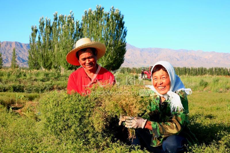 甘肃张掖孜然采收忙