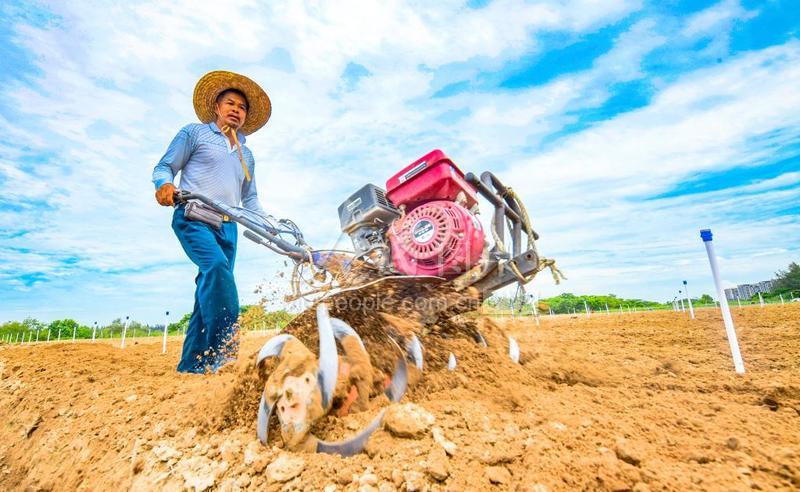 海口积极开垦闲置土地扩大蔬菜种植面积