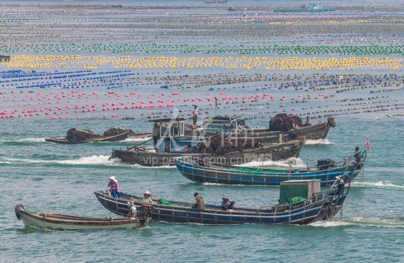 山东荣成:海上生产忙-人民图片网