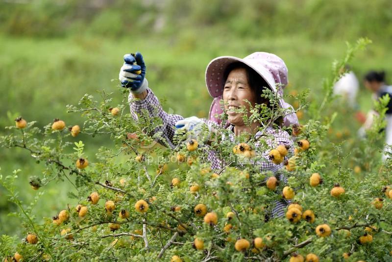 贵州安龙:刺梨迎来收获季-人民图片网