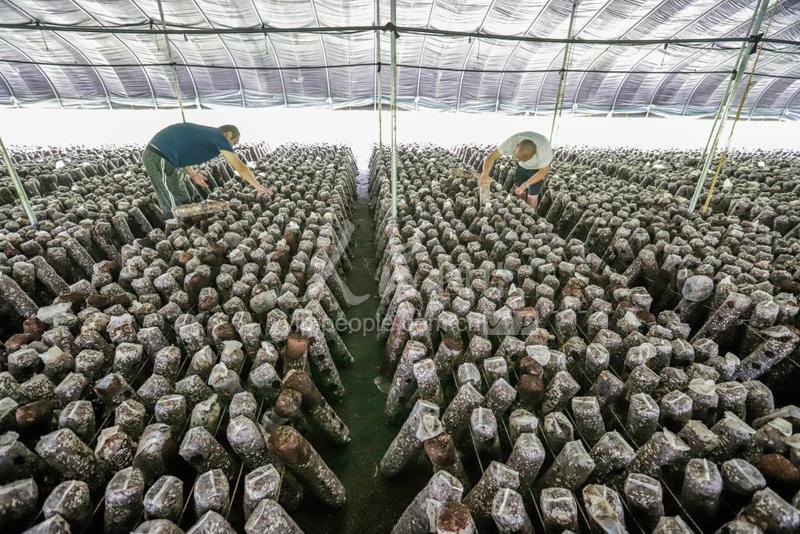 河北遵化:香菇特色产业 助力乡村振兴