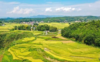 贵州玉屏稻香乡村美