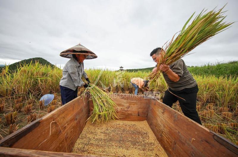 贵州玉屏:抢收稻谷 颗粒归仓