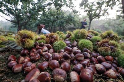 河北遵化板栗喜丰收