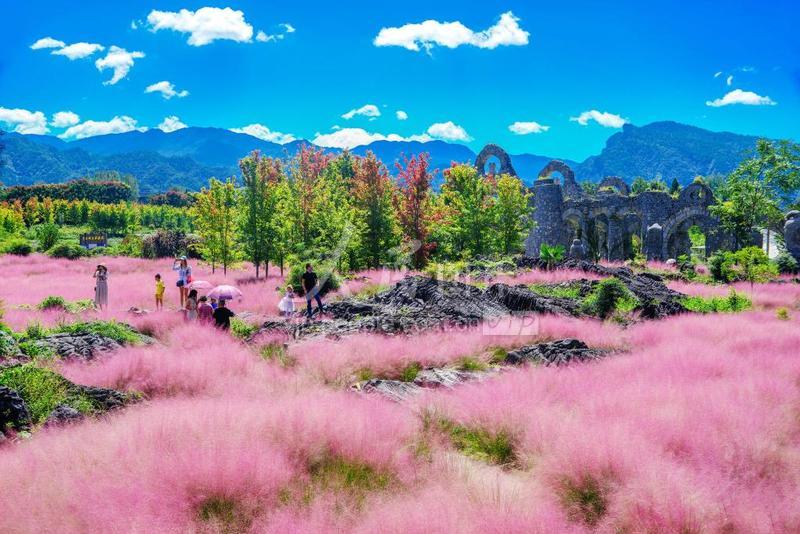 重庆酉阳粉色花海迎客来