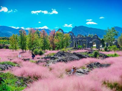 重庆酉阳粉色花海迎客来