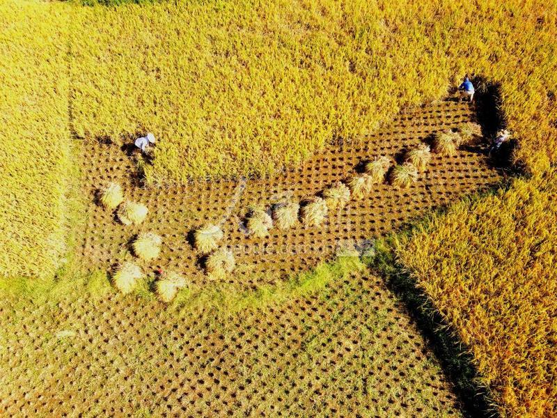 浙江泰顺收获单季杂交水稻