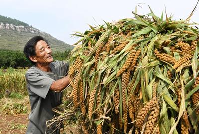 山东枣庄:收获山地谷子