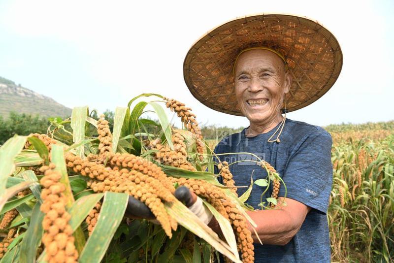 山东枣庄收获山地谷子
